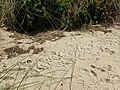 CSIRO ScienceImage 11266 Penguin tracks