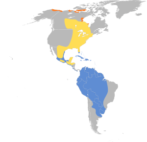 Calidris himantopus map.svg