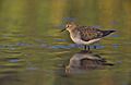 Calidris temminckii 1 (Marek Szczepanek)