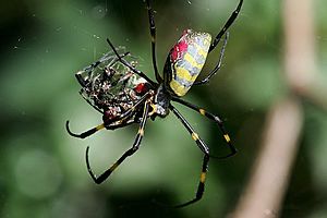 Cannibalization(silk spider)