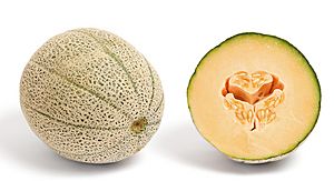 Canteloupe and cross section