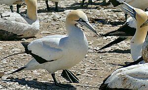 Cape gannet sideview.jpg