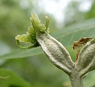 Carya myristiciformis female flower