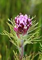 Castilleja exserta