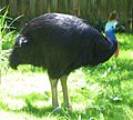 Casuarius casuarius - double-wattled cassowary