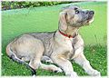 Chiot Irish Wolfhound