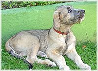 Chiot Irish Wolfhound