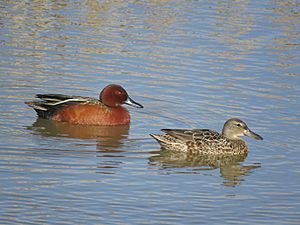 Cinnamon Teal Pair