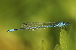 Coenagrion puella LC0315.jpg