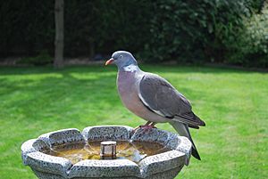 Columba palumbus -garden fountain-8a