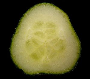 Cucumis sativus 01 ies