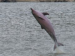 DELFIN DEL ORINOCO2