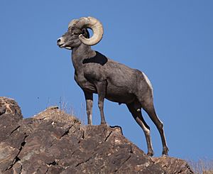 Desert Bighorn Sheep Joshua Tree cropped