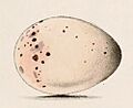 Dicrurus forficatus egg 1863