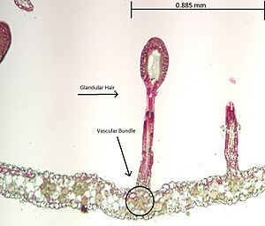 Drosera Glandular Hair