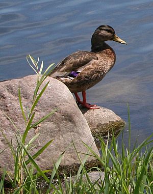 Duck-Lake Calhoun-2006-07-23