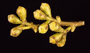 Eucalyptus archeri buds.jpg