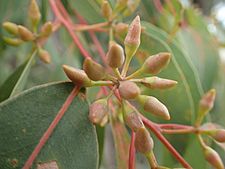 Eucalyptus staeri buds