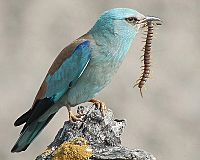 European roller.jpg