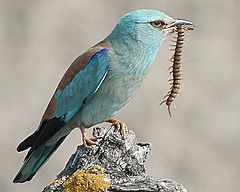 European roller.jpg