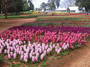 Floriade canberra