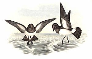 Fregetta grallaria by John Gould