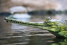 Gavialis gangeticus, ZOO Praha 045