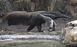 Giant anteater in Los Katíos