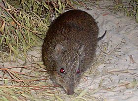 GilbertsPotoroo