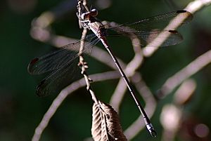 Great Spreadwing Archilestes grandis 2009-08-16.jpg