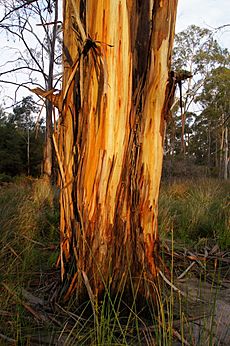 Gum tree trunk