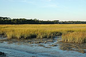 Huntington beach state park salt marsh