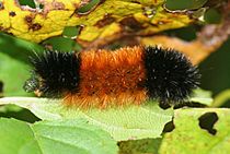 IC Pyrrharctia isabella caterpillar