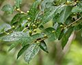 Ilex-verticillata-Acadia