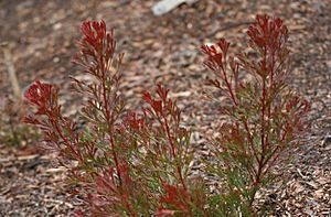 Isopogon anemonifolius winter