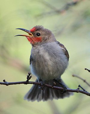 Juvenile Male Red-Headed Honeyeater