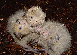 Kakapo chicks