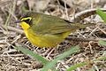 Kentucky Warbler1 Tex