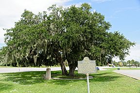 Lanier's Oak, Brunswick, GA, US.jpg