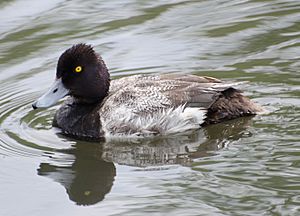 Lesser scaup - Aythya affinis.jpg