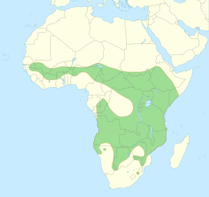 Lion distribution.svg