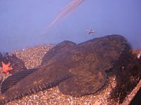 Lophius-americanus-aquarium