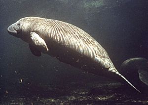 Manatee photo