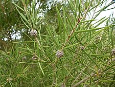 Melaleuca croxfordiae (fruits)