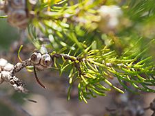 Melaleuca urceolaris (leaves, fruits)