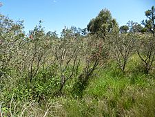 Melaleuca williamsii subsp. williamsii (habit)