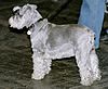 Miniature Schnauzer 2.jpg