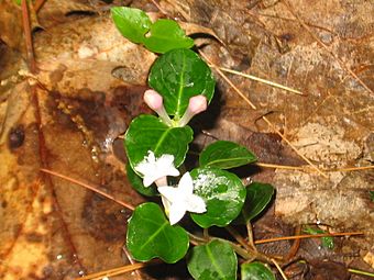 Mitchella repens 03