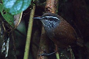 Munchique Wood-Wren.jpg