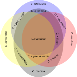 Ollitrault citrus species system